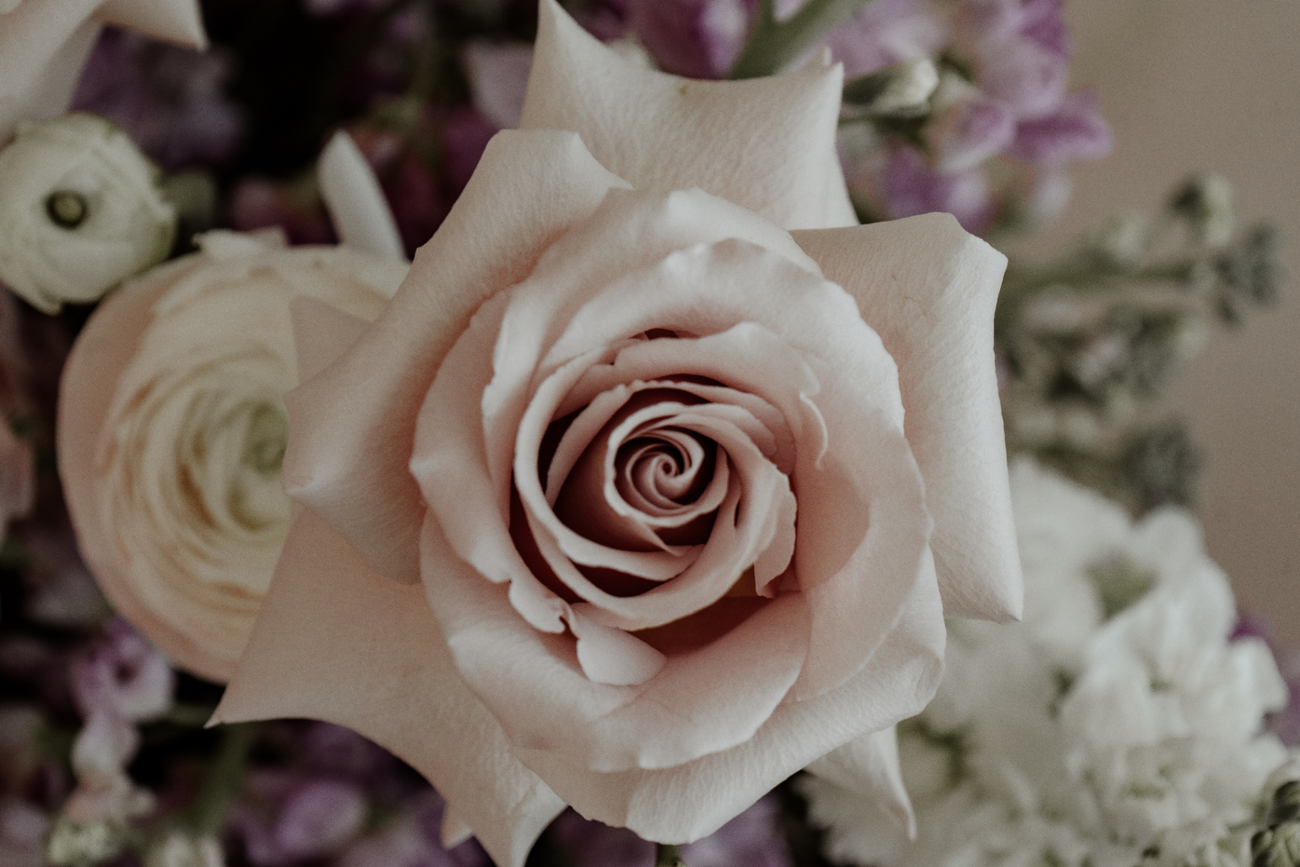 Soft pink rose in bloom